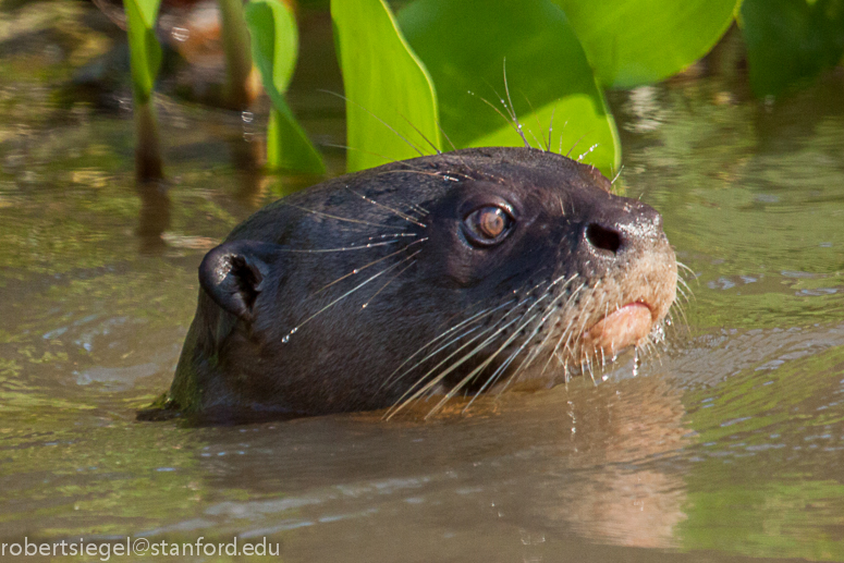 giant river otter